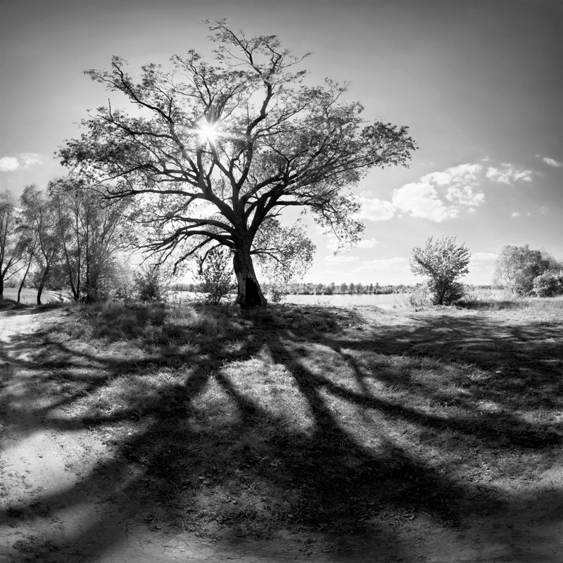 Фотографія тенистое дерево / Piligrim / photographers.ua