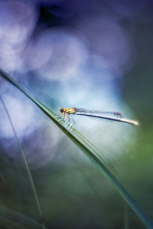 Фотографія "Чарівний ліс" / Victoria Bykanova / photographers.ua