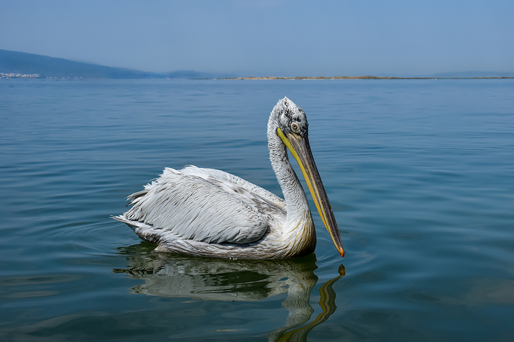 Фотографія Кудрявый пеликан (Pelecanus crispus) / Victoria Bykanova / photographers.ua