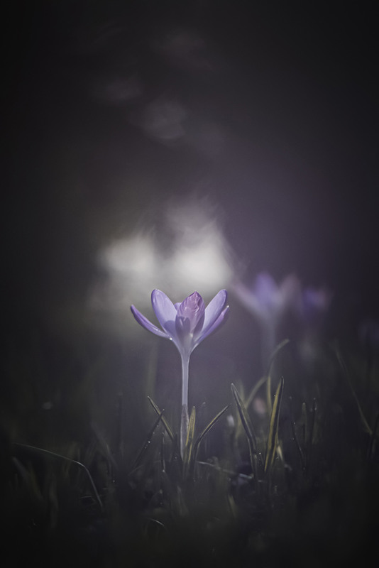 Фотографія "Waiting For Spring" / Victoria Bykanova / photographers.ua