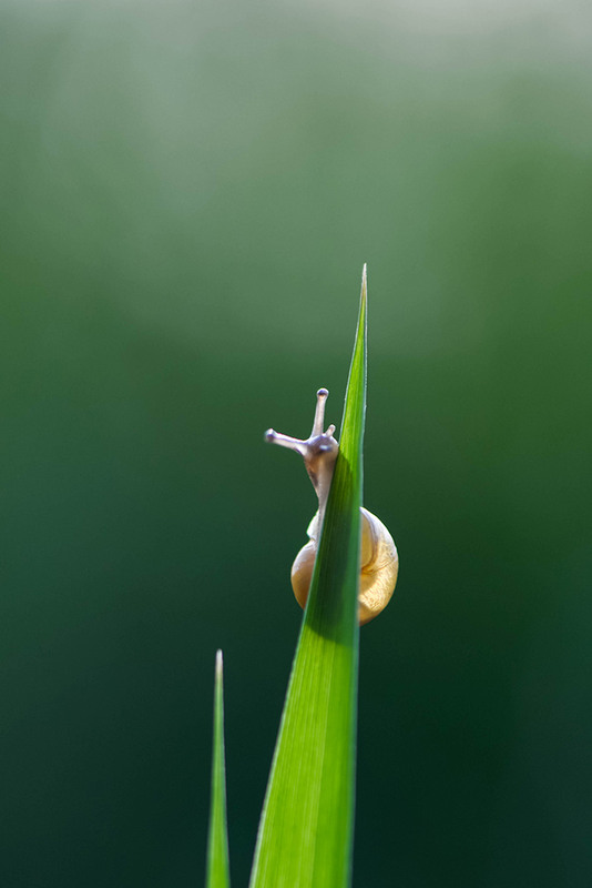 Фотографія *** / Victoria Bykanova / photographers.ua