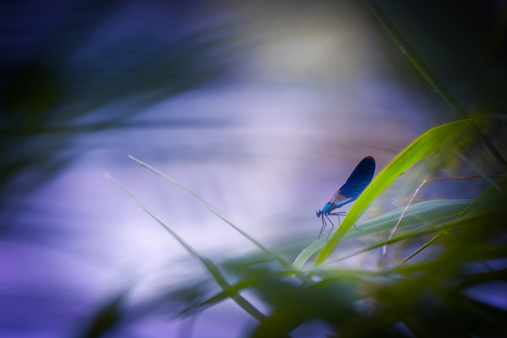 Фотографія "Погружаясь в вечер" / Victoria Bykanova / photographers.ua