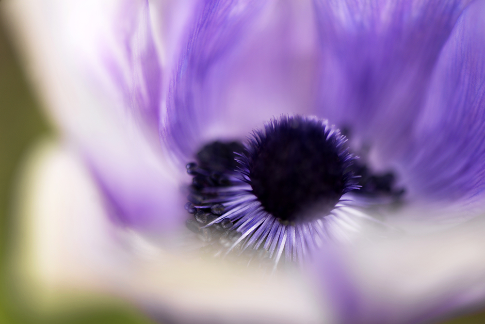 Фотографія Макро / Victoria Bykanova / photographers.ua