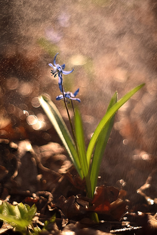 Фотографія Весна у лісі / Victoria Bykanova / photographers.ua