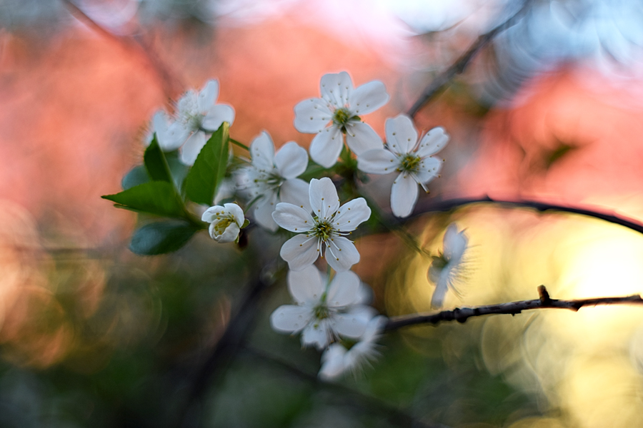 Фотографія Весна расплескала свою акварель. / Victoria Bykanova / photographers.ua
