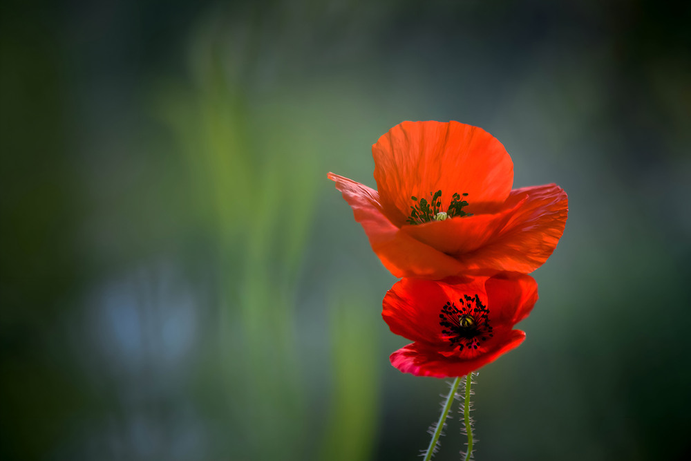 Фотографія "Взаємна любов" / Victoria Bykanova / photographers.ua
