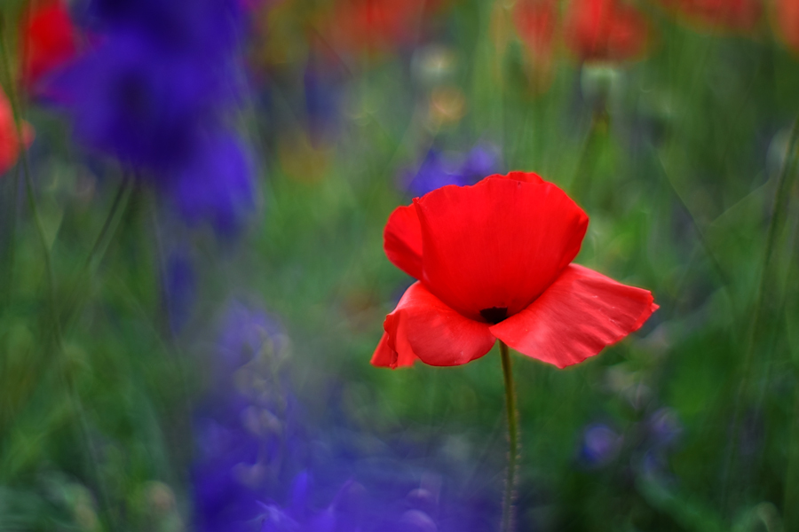 Фотографія В полях, алеющих от маков... / Victoria Bykanova / photographers.ua