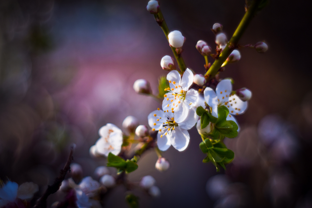 Фотографія "И будет весна, и будет нежность..." / Victoria Bykanova / photographers.ua