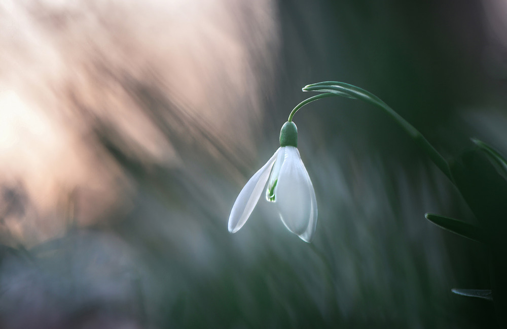Фотографія "Весняне світло" / Victoria Bykanova / photographers.ua