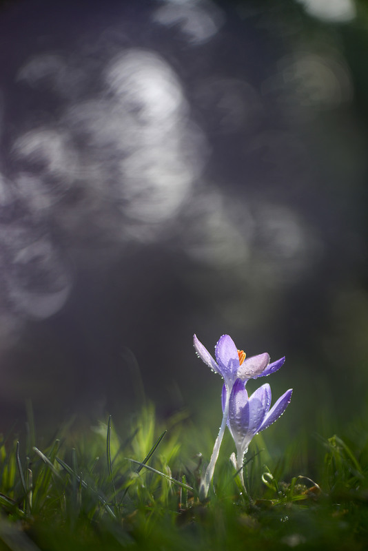 Фотографія "A Touch Of Tenderness" / Victoria Bykanova / photographers.ua