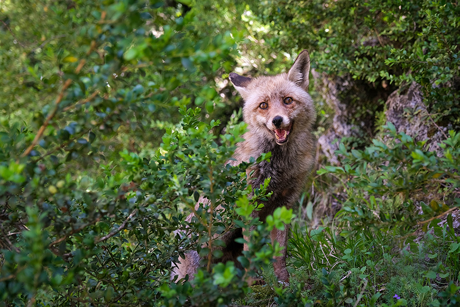 Фотографія Животные / Victoria Bykanova / photographers.ua