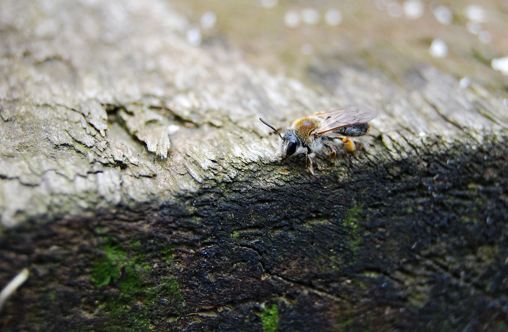 Фотографія Трутень закарпатський звичайний / Алла Чудович / photographers.ua