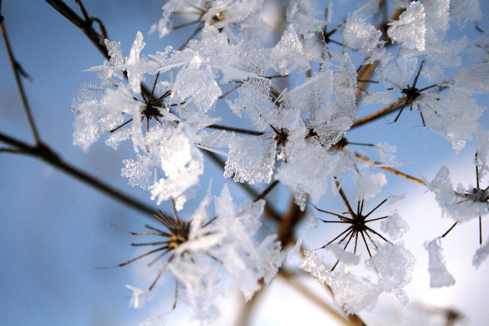 Фотографія Холодні квіти минулої зими... / Кирильчук Ната / photographers.ua