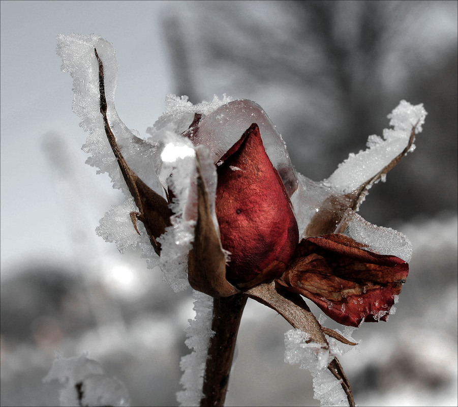 Фотографія Зимова скорбота... / Кирильчук Ната / photographers.ua