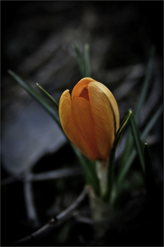 Фотографія Березневі квіти... / Кирильчук Ната / photographers.ua