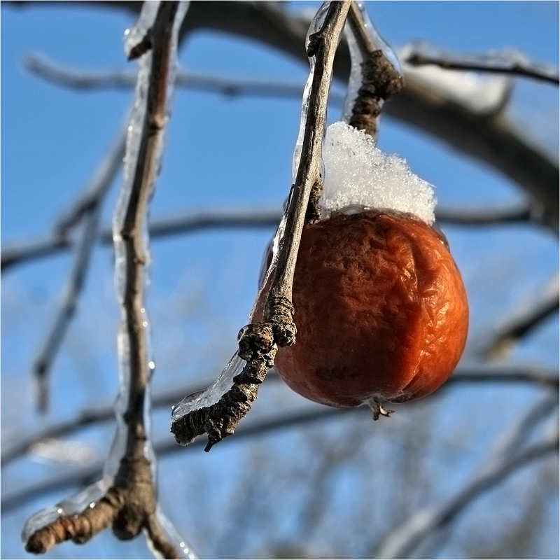 Фотографія Зимовий сад... / Кирильчук Ната / photographers.ua