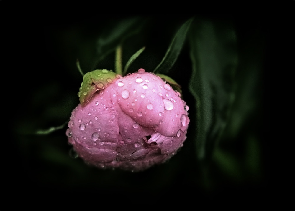 Фотографія Літній дощ... / Кирильчук Ната / photographers.ua