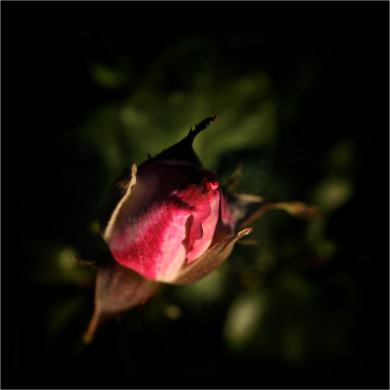 Фотографія Народження Троянди... / Кирильчук Ната / photographers.ua