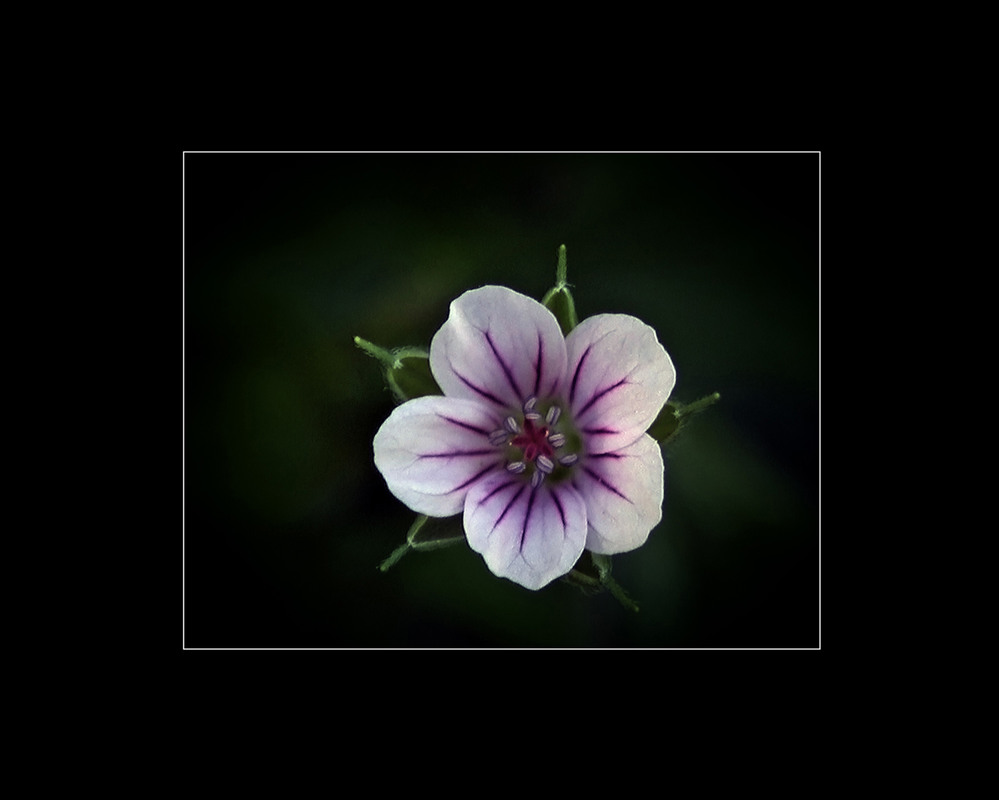 Фотографія Маленька квіточка... / Кирильчук Ната / photographers.ua