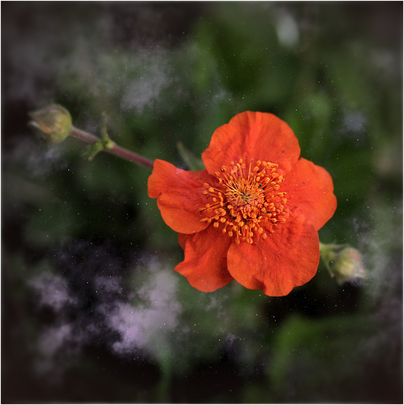 Фотографія Червоненька квіточка... / Кирильчук Ната / photographers.ua