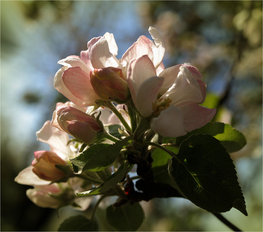 Фотографія Когда яблони цветут... / Кирильчук Ната / photographers.ua