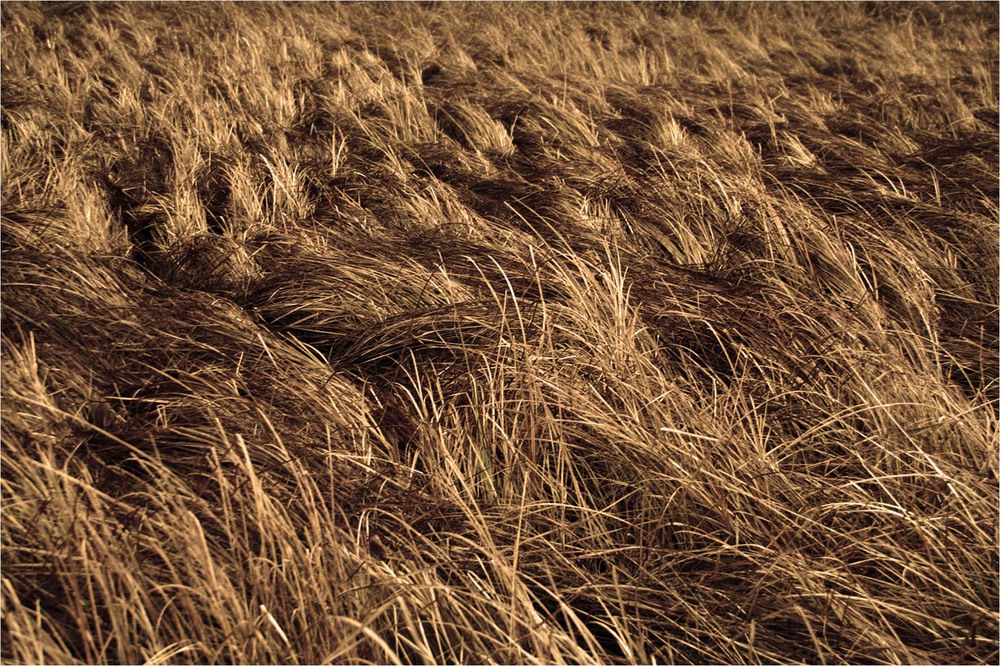 Фотографія Осінні трави... / Кирильчук Ната / photographers.ua