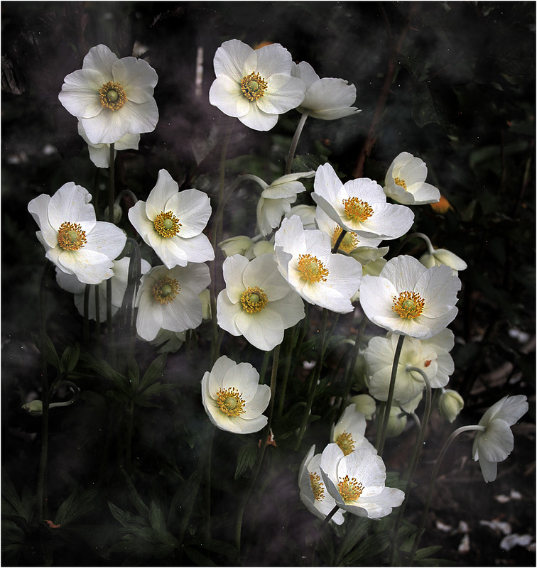 Фотографія Білі квіти Надії... / Кирильчук Ната / photographers.ua