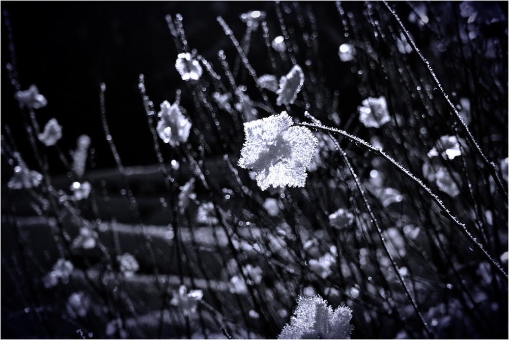 Фотографія Зимові квіти 2... / Кирильчук Ната / photographers.ua