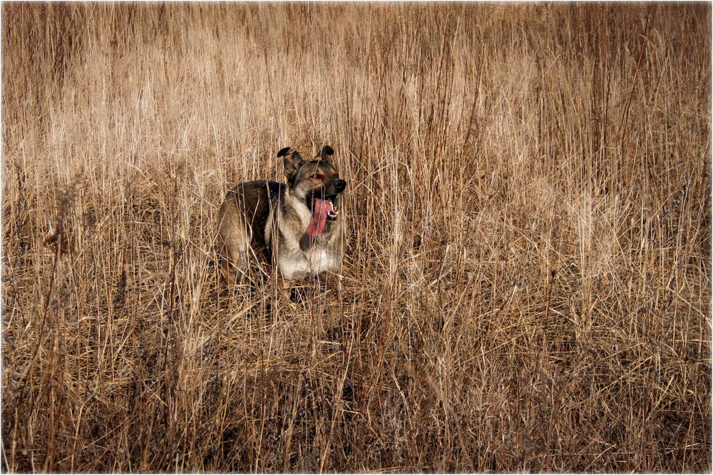 Фотографія Осінній етюд з собакою... / Кирильчук Ната / photographers.ua