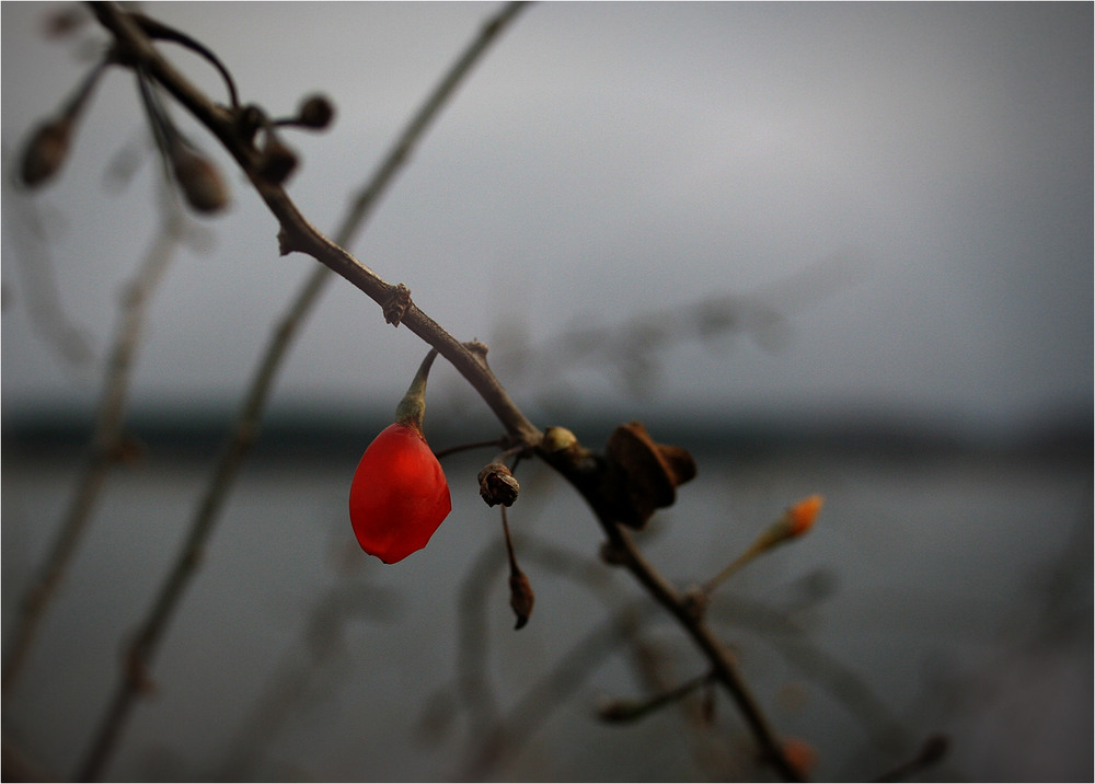 Фотографія Листопадова квіточка... / Кирильчук Ната / photographers.ua
