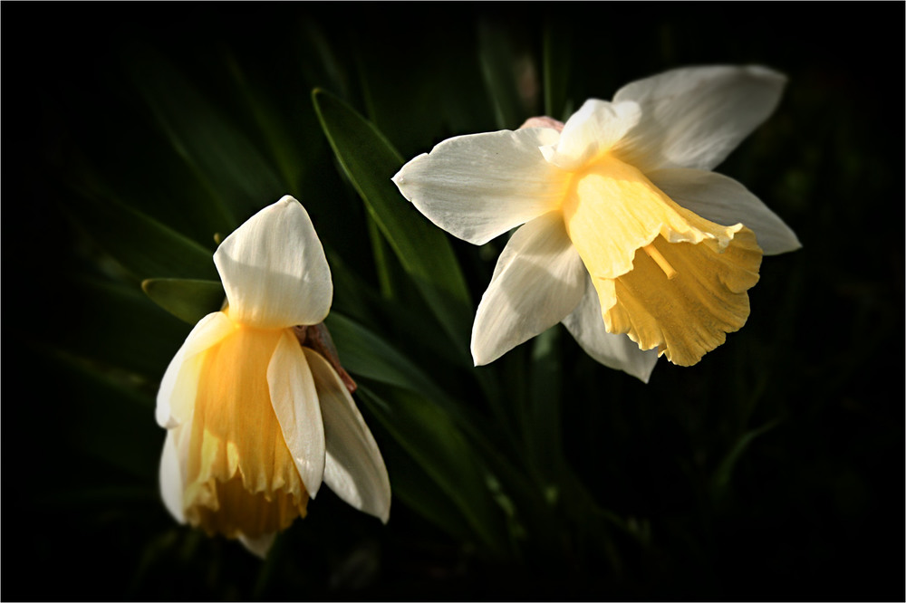 Фотографія Narcissus Poeticus... / Кирильчук Ната / photographers.ua