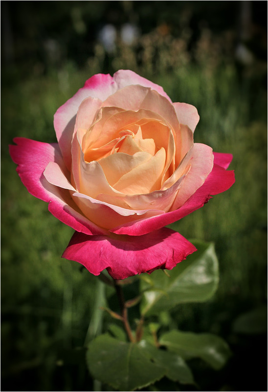 Фотографія Перша троянда... / Кирильчук Ната / photographers.ua