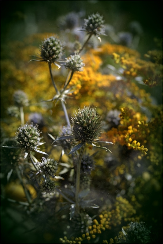 Фотографія Серпневі квіти... / Кирильчук Ната / photographers.ua