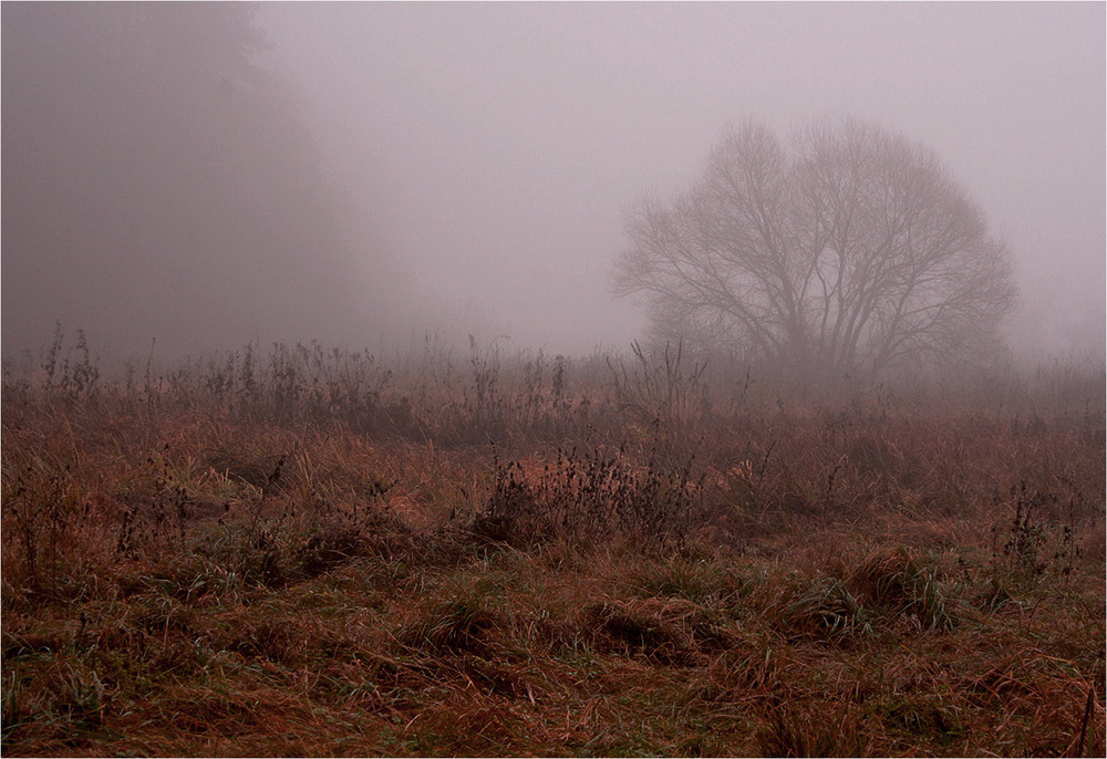 Фотографія Вранці-рано... Межа між лісом і туманом... / Кирильчук Ната / photographers.ua