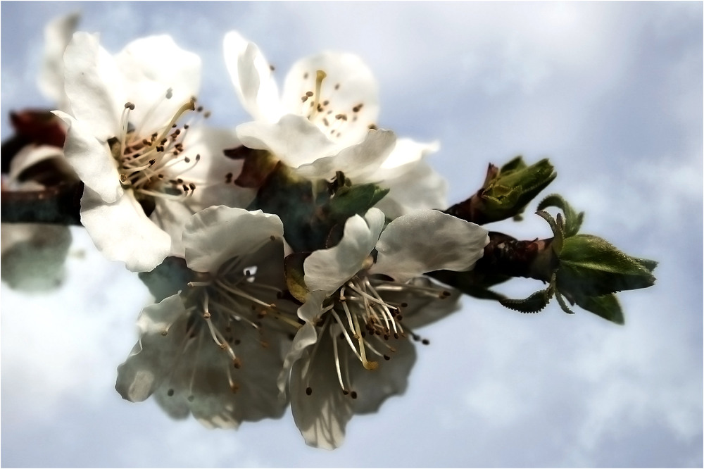 Фотографія Весняний цвіт... / Кирильчук Ната / photographers.ua