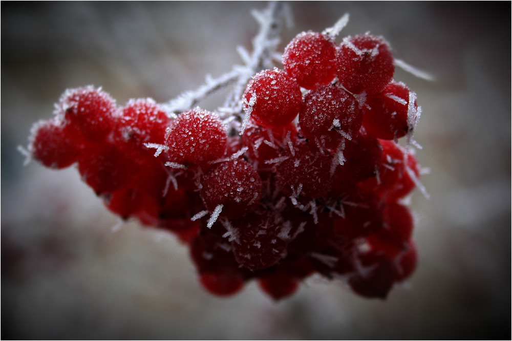 Фотографія Кольори зими 2... / Кирильчук Ната / photographers.ua