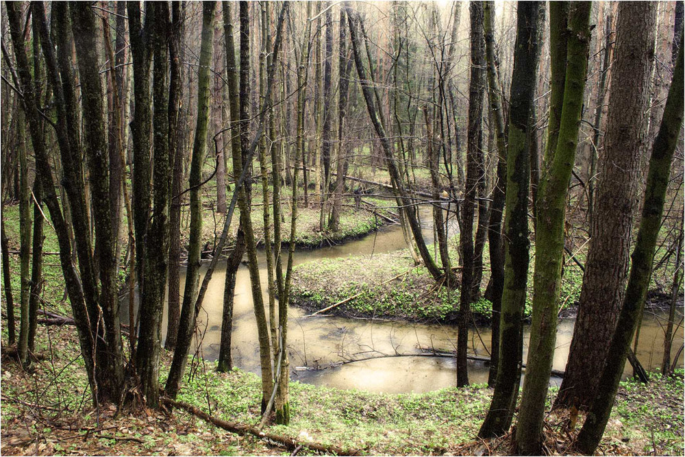 Фотографія Лісова річка... / Кирильчук Ната / photographers.ua