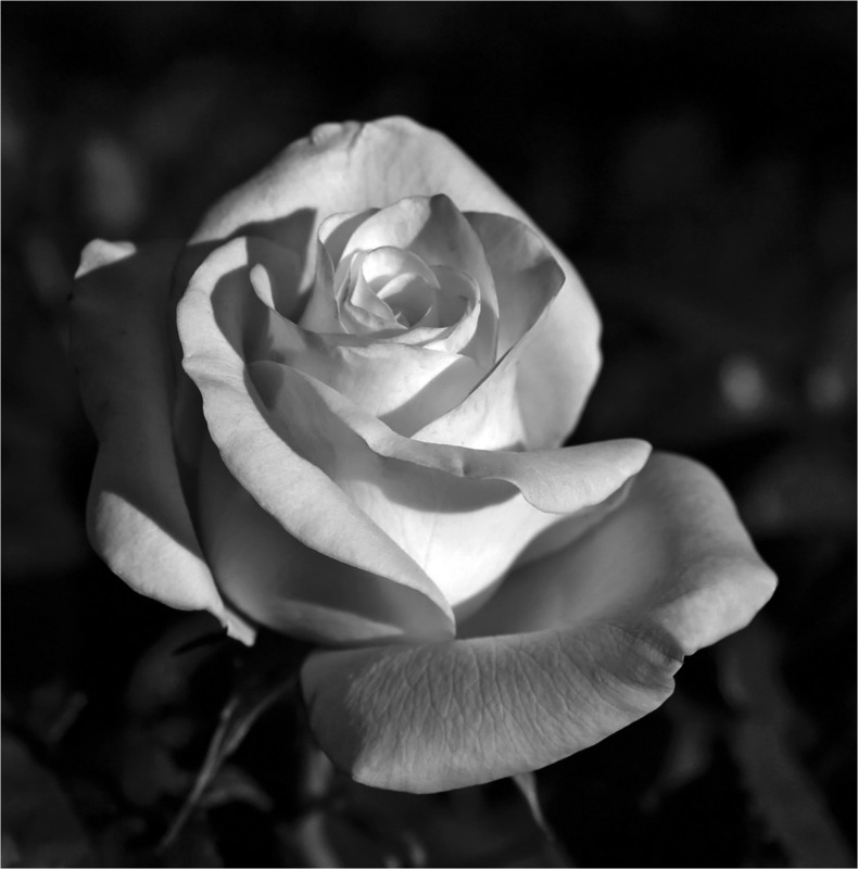 Фотографія Біла Троянда... / Кирильчук Ната / photographers.ua