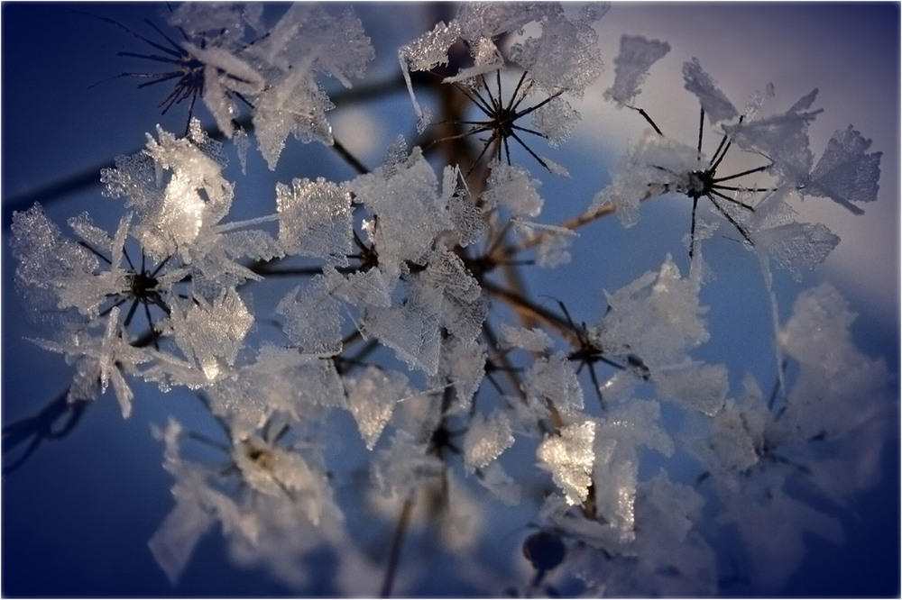 Фотографія Зимові квіти... / Кирильчук Ната / photographers.ua
