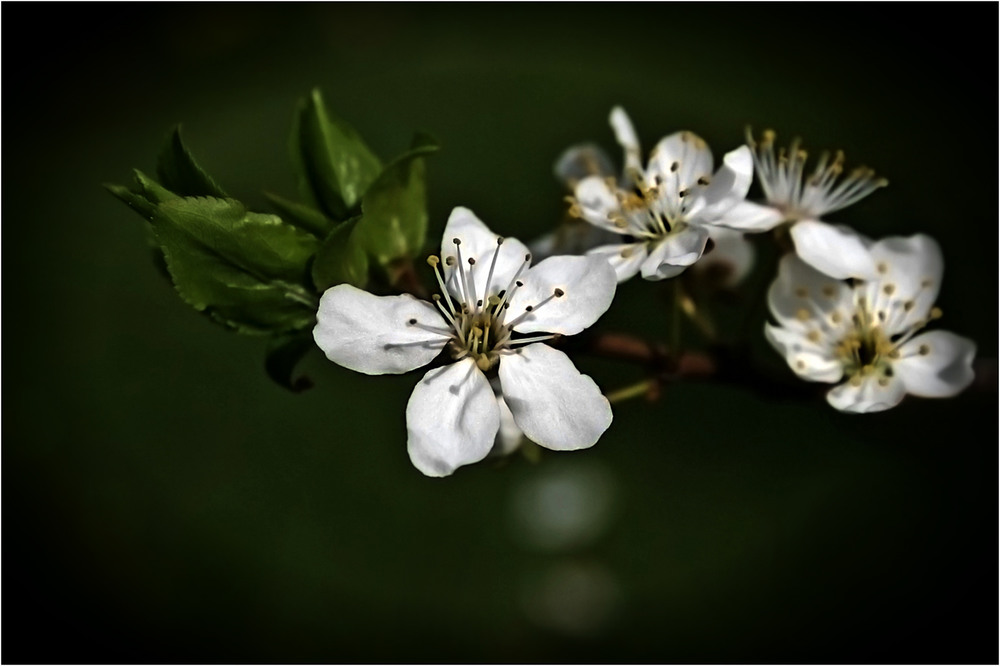 Фотографія Весняний цвіт 2... / Кирильчук Ната / photographers.ua