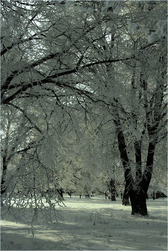 Фотографія Зима, зима... / Кирильчук Ната / photographers.ua