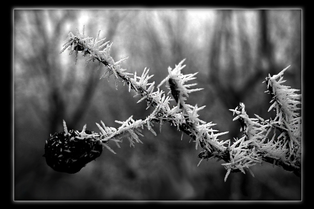 Фотографія Зимовий сад... / Кирильчук Ната / photographers.ua