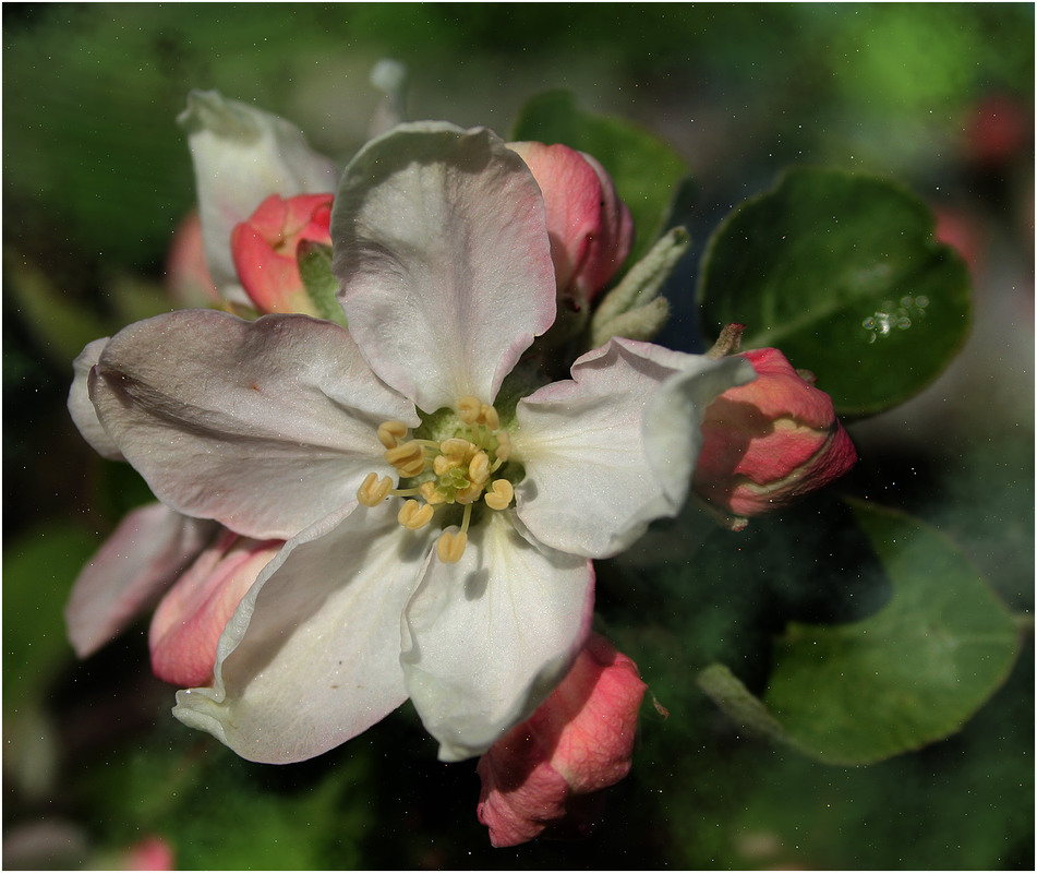 Фотографія Яблуневий цвіт... / Кирильчук Ната / photographers.ua