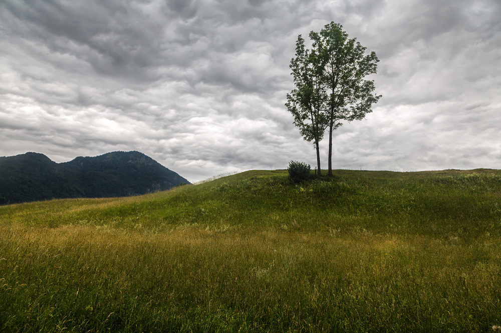 Фотографія одинокое дерево / Irina S / photographers.ua