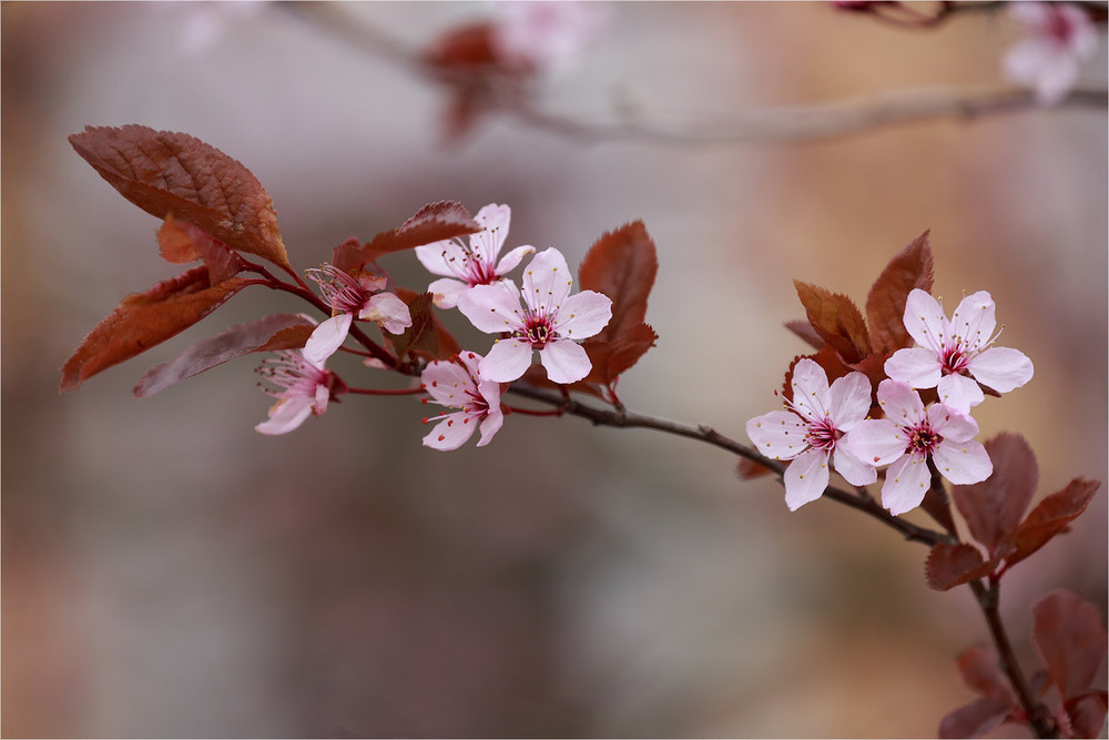 Фотографія цветут сады / Irina S / photographers.ua