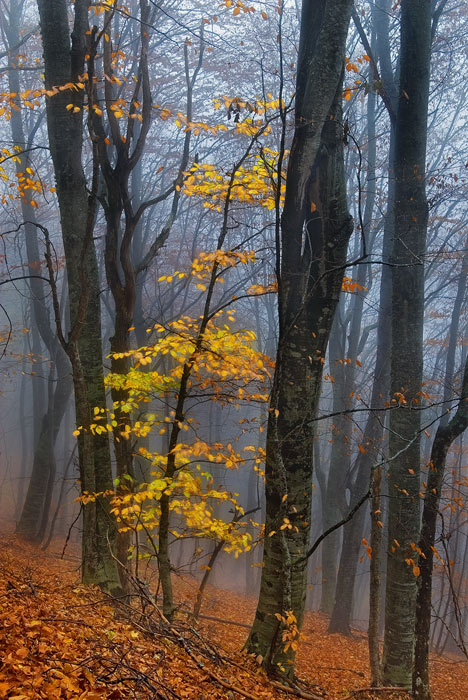 Фотографія Буки в тумане 2 / Slon / photographers.ua