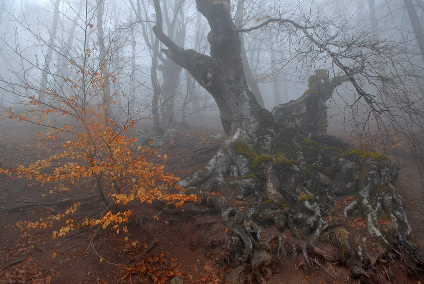 Фотографія Буки в тумане / Slon / photographers.ua