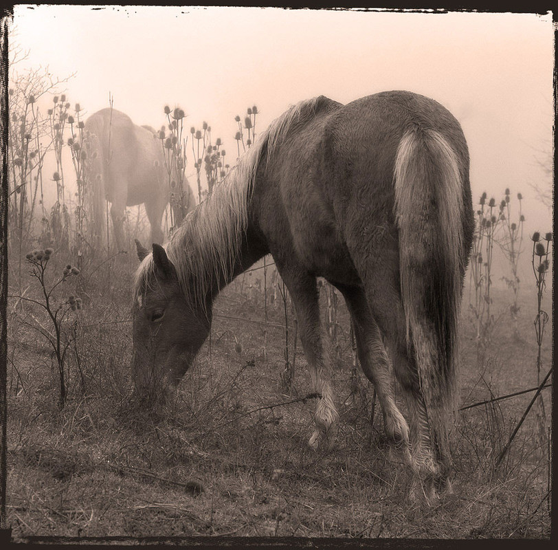 Фотографія ******** / Slon / photographers.ua