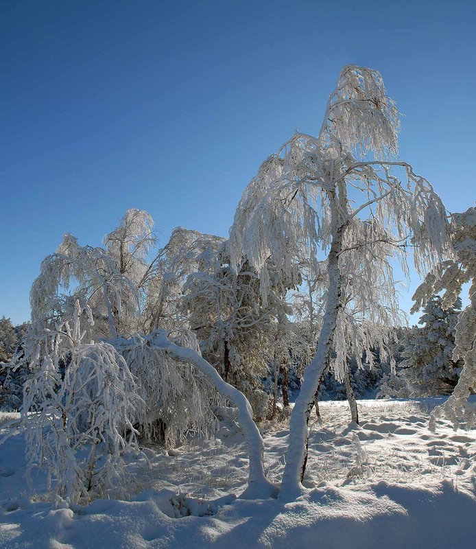 Фотографія Зимнее дерево / Slon / photographers.ua