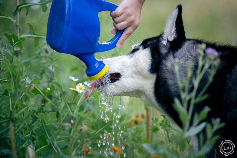 Фотографія Жажда... / Людмила Луи / photographers.ua